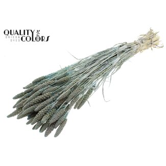 QC Millet Blanchi Séché | Couleur : Bleu Clair Givré | Pennisetum Fleurs Séchées | Longueur ± 70 centimètres | Poids 200 grammes | Par bouquet