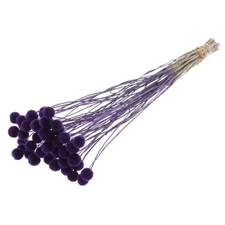 QC Craspedia séchée | Couleur : Violet | Fleurs séchées Drumsticks | Longueur ± 70 centimètres | 10 tiges par bouquet | Par bouquet