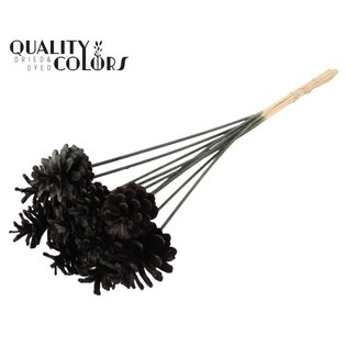 QC Pomme de pin blanchie sur tige | Couleur : Noir | Diamètre 5 - 7 centimètres | Longueur ± 50 centimètres | 10 piques par bouquet