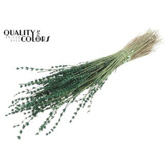 QC Getrockneter Lavendel | Farbe: Grün | Lavendel Trockenblumen | Länge ± 50 Zentimeter | Pro Bund