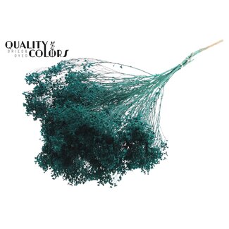 QC Dried Broom Bloom | Colour: Turquoise | Broom Dried Flowers | Length ± 50 centimetres | Weight 100 grams | Per bunch