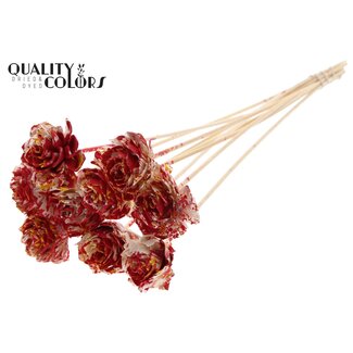 QC Shola Dahlia on stem | Colour: Multicolour Red Yellow | Shola Dhalya | Diameter 6 centimetre | Length ± 50 centimetre | 10 picks per bunch | Per bunch