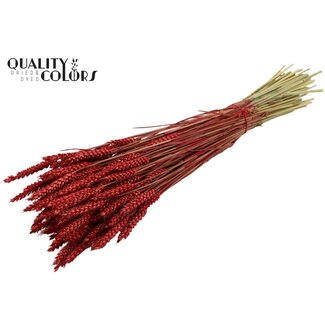 QC Blé Séché | Couleur : Rouge | Triticum Fleurs Séchées | Longueur ± 60 centimètres | Poids 220 grammes | Par bouquet