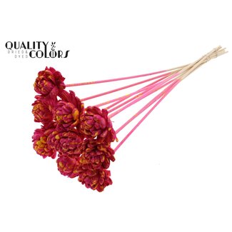 QC Shola Rose on stem | Colour: Speckled cherry-coloured yellow | Shola New Beauty Rose | Diameter 6 centimetre | Length ± 50 centimetre | 10 picks per bunch | Per bunch