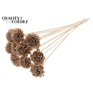 QC Shola Zinnia met was op stok | Kleur: Beige | Shola Zinia | Diameter 6 centimeter | Lengte ± 50 centimeter | 10 bijstekers per bos | Per bos