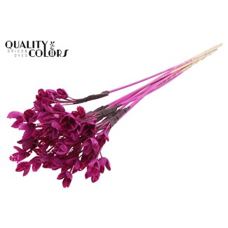 QC Bakuli op stok | Kleur: Lilakleurig | Beukennoot Zaaddoos Bijsteker | Lengte ± 50 centimeter | 10 bijstekers per bos