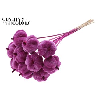 QC Citrouille en velours sur tige | Couleur : Lilas | Pique-citrouille | Diamètre de la citrouille 6 centimètres | Longueur ± 50 centimètres | 10 piques par bouquet