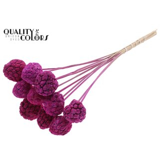 QC Gebleekt Atta Fruit op stok | Kleur: Lilakleurig | Custardappel Bijsteker | Lengte ± 50 centimeter | 10 bijstekers per bos