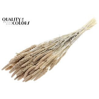 QC Getrocknete Gebleichte Hirse | Farbe: Frosted Weiß | Pennisetum Trockenblumen | Länge ± 70 Zentimeter | Gewicht 200 Gramm | Pro Bund