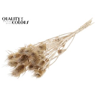 QC Bleached Dried Cardistella Thistles | Colour: Coral | Cardi Stella Dried Flowers | Length ± 70 centimetres | 5 stems per bunch | Per bunch