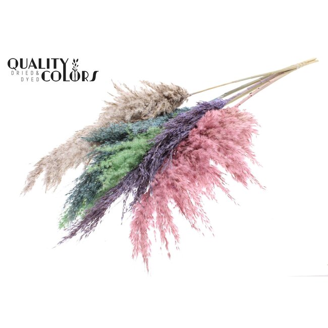 Plumes de Pampas Séchées “Coloré 1” | Couleur : Couleurs Mixtes | Fleurs Séchées Pampas | Longueur ± 100 centimètres | 5 plumes par bouquet | Par bouquet