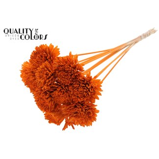 QC Shola Houten Zinnia op stok | Kleur: Oranje | Shola Zinia Bijsteker | Diameter bloem 8 centimeter | Lengte bijsteker ± 50 centimeter | 10 bijstekers per bos