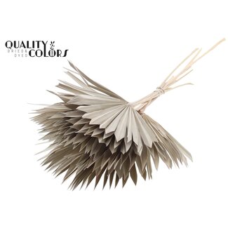 QC Gedroogde Palm Sun Spear | Kleur: Frosted Wit | Palmbladeren in Waaiervorm | Lengte ± 50 centimeter | 10 takken per bos | Per bos