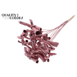 QC Gandiraj Rinde auf Stiel | Farbe: Metallic Rot | Gandiraj Einstecker | Länge ± 50 Zentimeter | 10 Einstecker pro Bund