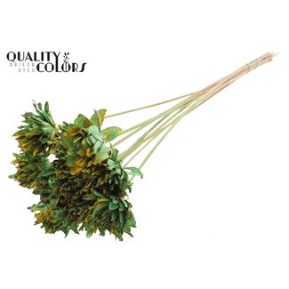 QC Shola Bloem op stok | Kleur: Gespetterd Mintgroen Geel | Shola Slice Pine | Diameter 6 centimeter | Lengte ± 50 centimeter | 10 bijstekers per bos | Per bos