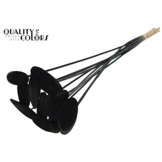 QC Ovalen Houtschijf op stok | Kleur: Zwart | Houtschijf Bijsteker | Diameter 5 - 7 centimeter | Lengte ± 50 centimeter | 10 bijstekers per bos | Per bos