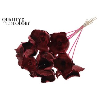 QC Gedroogde Palm Cup op steel | Kleur: Kerskleurig | Lengte ± 50 centimeter | 10 stelen per bos