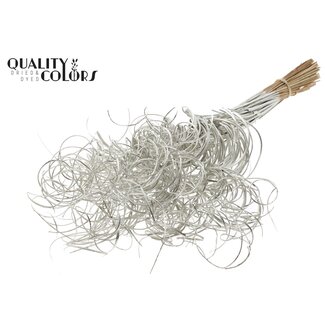 QC Getrocknetes Palmblattnerv | Curly Ting Ting | Farbe: Platinfarben | Länge ± 70 Zentimeter | 3 Zweige pro Bündel | 33 Bündel pro Strauß | Pro Strauß