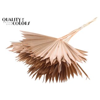 QC Palmier séché Sun Spear | Couleur : Saumon givré | Feuilles de palmier en forme d'éventail | Longueur ± 50 centimètres | 10 branches par bouquet | Par bouquet