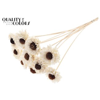 QC Shola Houten Madelief Zonnebloem op stok | Kleur: Naturelle Wit | Shola Daisy Sunflower Bijsteker | Diameter bloem 6 centimeter | Lengte bijsteker ± 50 centimeter | 10 bijstekers per bos