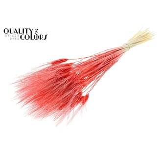 QC Dried Bleached Bearded Wheat | Colour: Coral | Triticum Beard Dried Flowers | Length ± 70 centimetres | Weight 150 grams | Per bunch