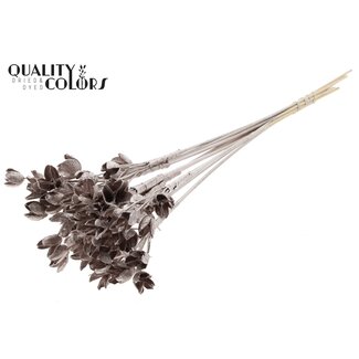 QC Bakuli on a stick | Colour: Champagne | Beech Nut Seed Pod Pick | Length ± 50 centimetres | 10 picks per bunch