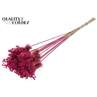 QC Mini Button Flowers Bouquet on Stick | Colour: Cherry-Coloured | Mini Button Insert Stick | Length ± 50 centimetres | 10 insert sticks per bunch
