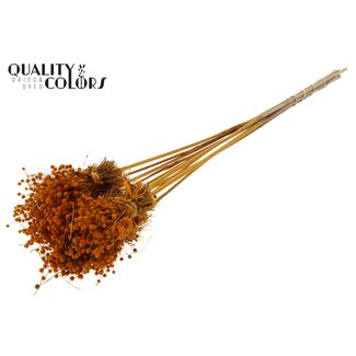 QC Mini Button Flowers Bouquet on Stick | Colour: Orange | Mini Button Insert | Length ± 50 centimetres | 10 inserts per bunch