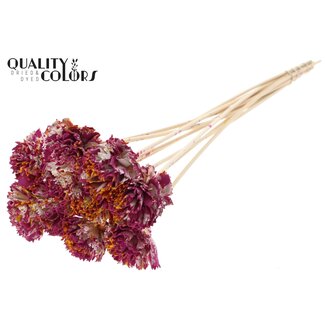 QC Shola Houten Karnish Bloem op stok | Kleur: Meerkleurig Kerskleurig Geel | Shola Karnish Flower Bijsteker | Diameter bloem 6 centimeter | Lengte bijsteker ± 50 centimeter | 10 bijstekers per bos