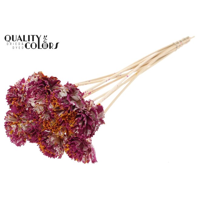 Shola Karnish Fleur sur tige | Couleur: Multicolore Cerise Jaune | Diamètre 6 centimeter | Longueur ± 50 centimeter | 10 piques par bouquet | Par bouquet