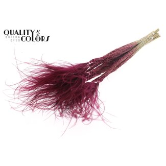 QC Dried Stipa Feather Grass | Colour: Bordeaux Red | Stypha Penata Dried Flowers | Length ± 60 centimetres | 10 plumes per bunch | Per bunch