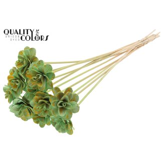 QC Shola rose on stem | Colour: Speckled Mint Yellow | Shola Beetal Rose | Diameter 6 centimetre | Length ± 50 centimetre | 10 picks per bunch | Per bunch