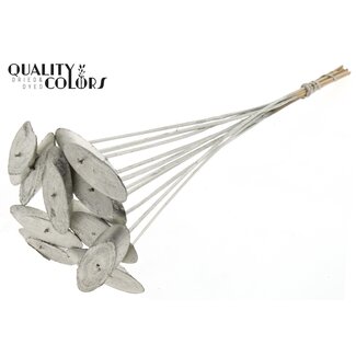 QC Ovalen Houtschijf op stok | Kleur: Platinakleurig | Houtschijf Bijsteker | Diameter 5 - 7 centimeter | Lengte ± 50 centimeter | 10 bijstekers per bos | Per bos