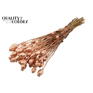 QC Dried Opium Poppy | Colour: Copper | Papaver Somniferum Dried Flowers | Length ± 60 centimetres | Weight 200 grams | Per bunch