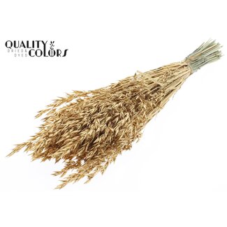 QC Gedroogde Haver | Kleur: Goudkleurig met Glitter | Avena Droogbloemen | Lengte ± 60 centimeter | Gewicht 250 gram | Per bos