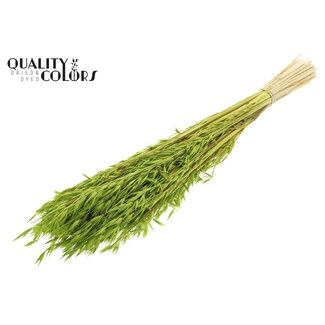 QC Avoine Séchée Blanchie | Couleur : Vert | Avena Fleurs Séchées | Longueur ± 60 centimètres | Poids 200 grammes | Par bouquet