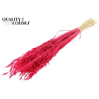 QC Avoine Séchée Blanchie | Couleur : Cerise | Avena Fleurs Séchées | Longueur ± 60 centimètres | Poids 200 grammes | Par bouquet