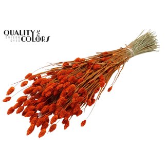 QC Gedroogde Phalaris | Kleur: Oranje | Kanariegras Droogbloemen | Lengte ± 60 centimeter | Gewicht 220 gram | Per bos