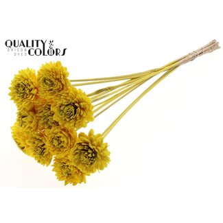 QC Shola Zinnia Bloem op stok | Kleur: Geel | Shola Zinia | Diameter 6 centimeter | Lengte ± 50 centimeter | 10 bijstekers per bos | Per bos