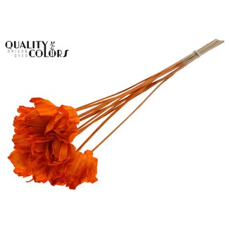 QC Shola Wooden Rose on stick | Colour: Orange | Shola Dear Holly Stick | Rose diameter 6 centimetres | Stick length ± 50 centimetres | 10 sticks per bunch