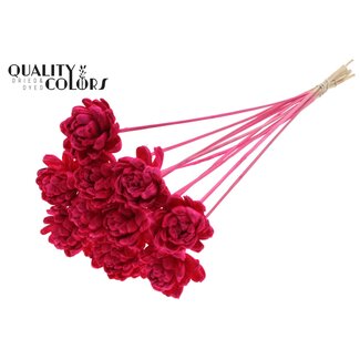QC Shola Roos op stok | Kleur: Kerskleurig | Shola New Beauty Rose | Diameter 6 centimeter | Lengte ± 50 centimeter | 10 bijstekers per bos | Per bos