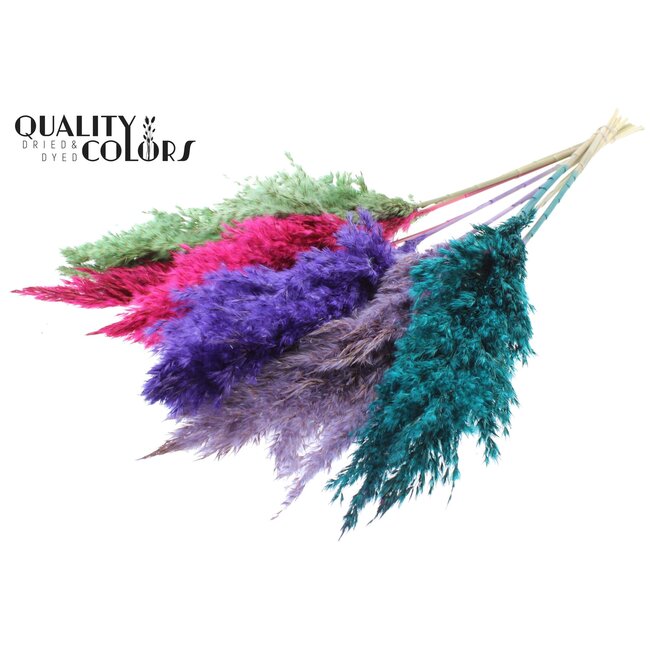Plumes de Pampas Séchées “Coloré 7” | Couleur : Couleurs Mélangées | Fleurs Séchées de Pampas | Longueur ± 70 centimètres | 10 plumes par bouquet | Par bouquet