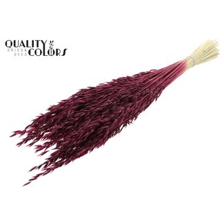 QC Gebleichter Getrockneter Hafer | Farbe: Bordeauxrot | Avena Trockenblumen | Länge ± 60 Zentimeter | Gewicht 200 Gramm | Pro Bund