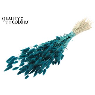 QC Gedroogde Hazenstaartjes Premium | Kleur: Turquoise | Lagurus Ovatus droogbloemen | Lengte ± 60 centimeter | Gewicht 60 gram | Per bos