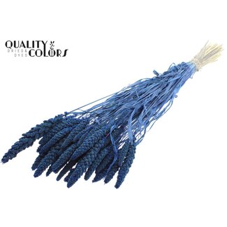 QC Getrocknete Gebleichte Hirse | Farbe: Blau | Pennisetum Trockenblumen | Länge ± 70 Zentimeter | Gewicht 200 Gramm | Pro Bund