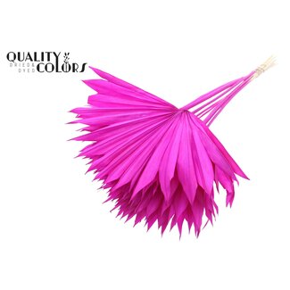 QC Palmier Soleil Séché Blanchi | Couleur : Lilas | Feuilles de palmier en forme d'éventail | Longueur ± 50 centimètres | 10 tiges par bouquet | Par bouquet