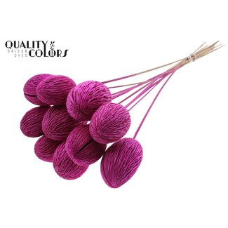 QC Boîte de graines de Mintolla blanchie sur tige | Couleur : Lilas | Décoration sèche Pong Pong Mintolla à piquer | Longueur ± 50 centimètres | 10 piques par bouquet