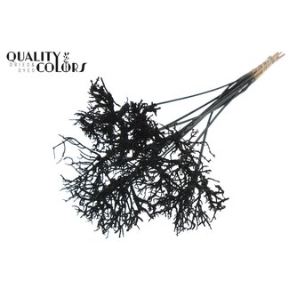 QC Dry Tree sur tige | Couleur : Noir | Dry Tree Pique-fleurs | Longueur de la pique-fleurs ± 50 centimètres | 10 piques-fleurs par bouquet
