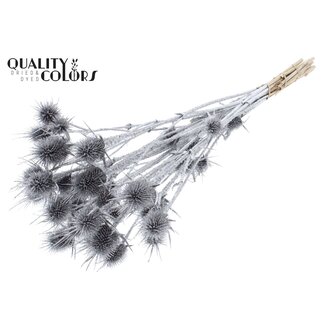 QC Dried Cardistella Thistles | Colour: Copper with Glitter | Cardi Stella Dried Flowers | Length ± 55 centimetres | 10 stems per bunch | Per bunch