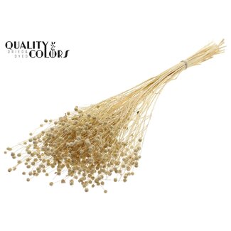 QC Dried Bleached Linen Flax | Colour: Frosted White | Linum Dried Flowers | Length ± 70 centimetres | Weight 100 grams | Per bunch